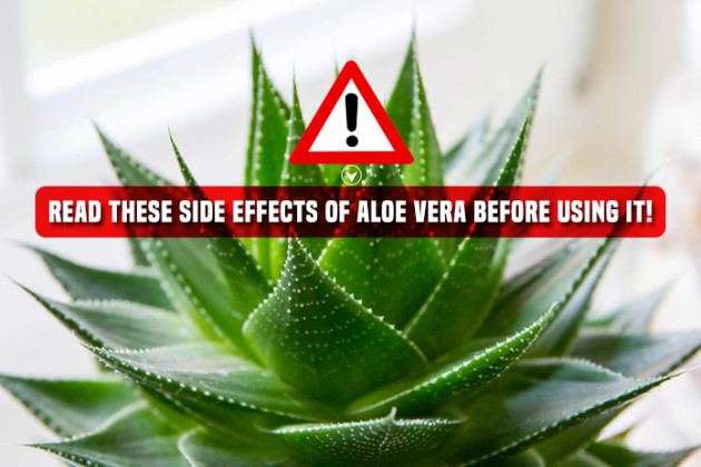 13 Aloe Vera Side Effects You Should Know Livinghours 9817