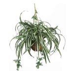 13 Best Indoor Hanging Plants | LivingHours