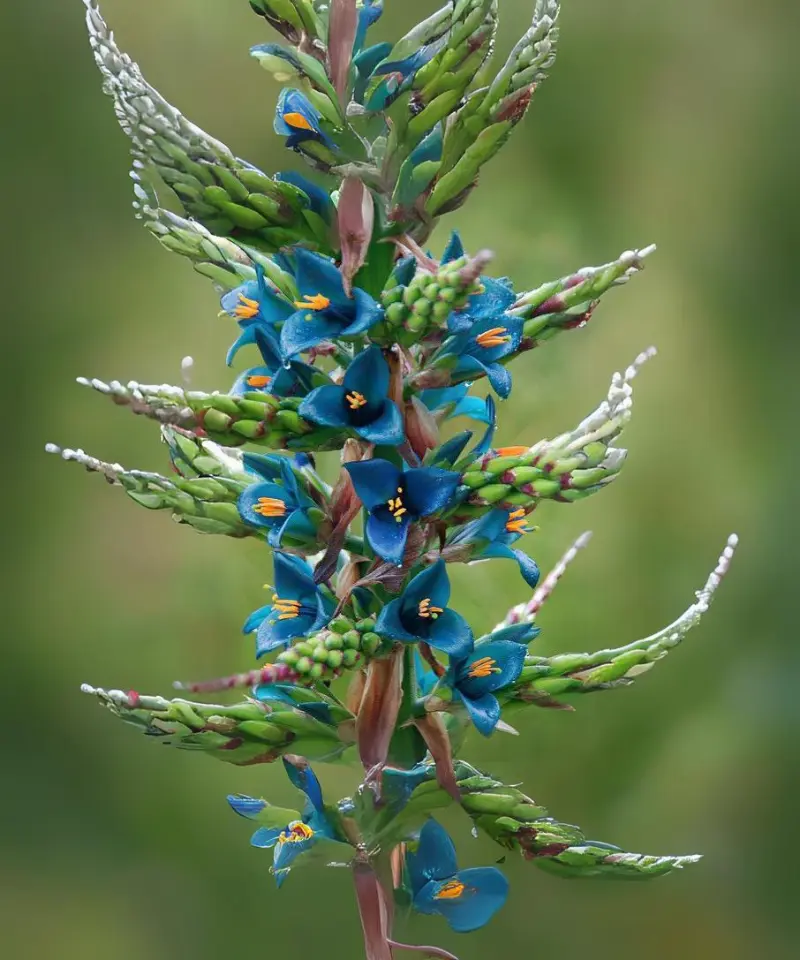 Blue Puya (Puya berteronian)