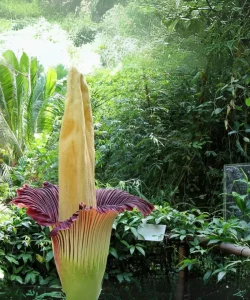 Corpse Flower