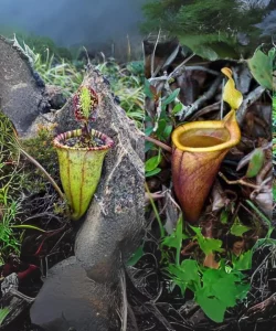 Attenborough's Pitcher Plant