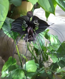 Black Bat Flower