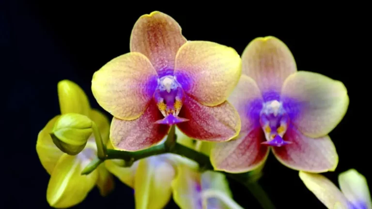 Top 15 Most Incredibly Rare Flowers in The World