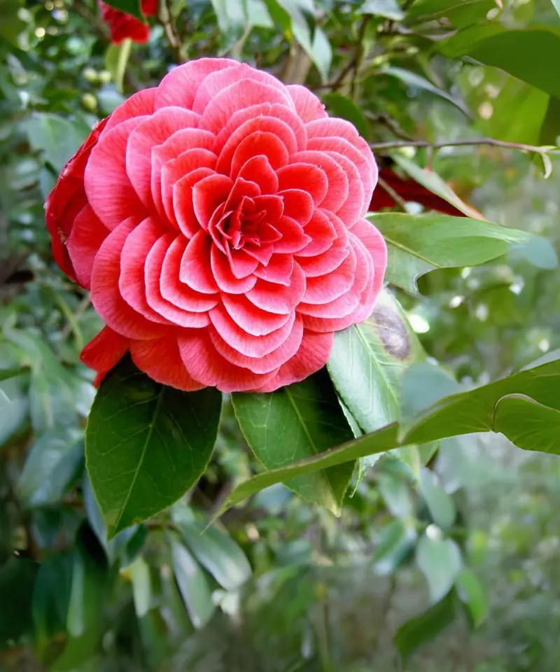 Middlemist Red Camellia (Camellia species)