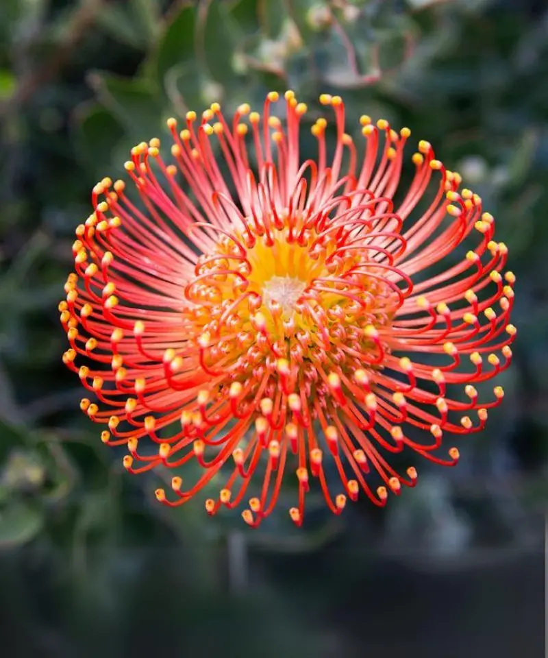 Catherine-Wheel Pincushion (Leucospermum Catherine)