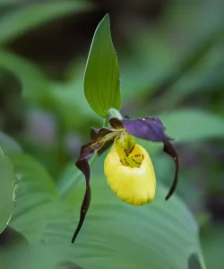 Yellow & Purple Lady Slippers