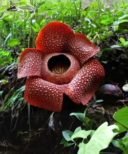 Rafflesia Arnoldii