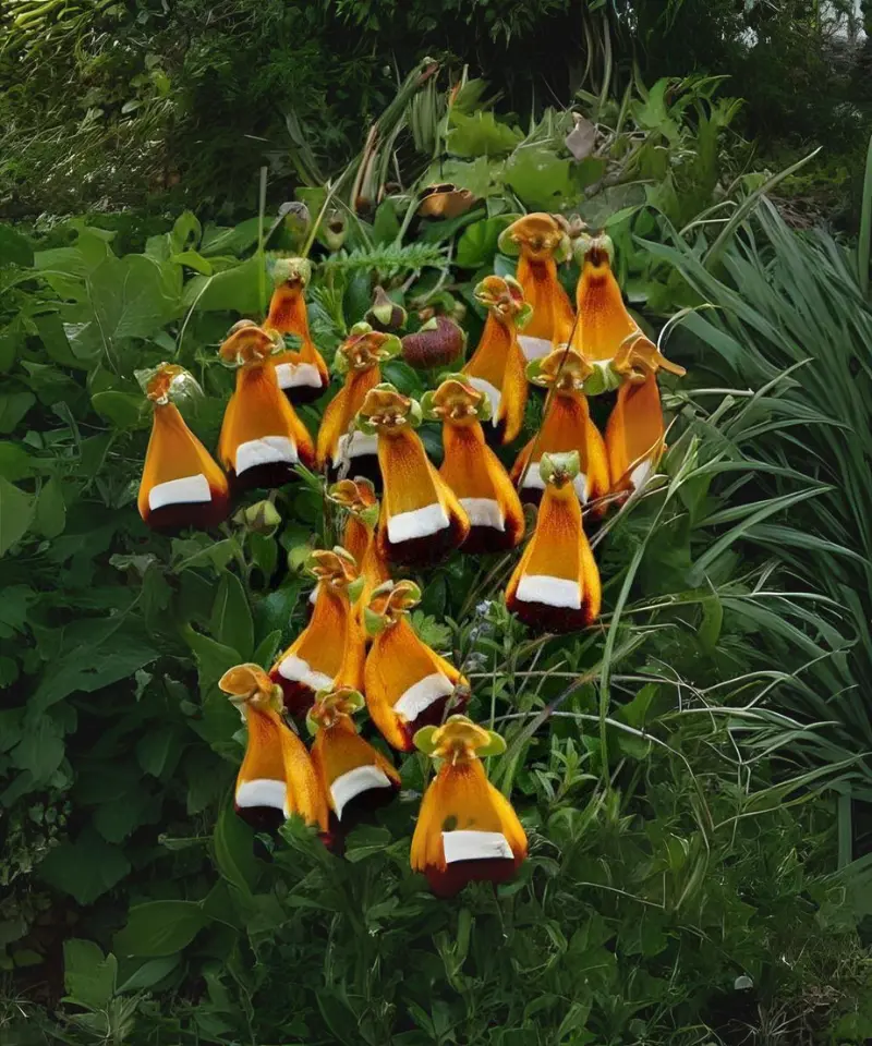 Darwin’s Slippers (Calceolaria uniflora)