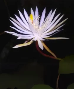 Kadapul Flower