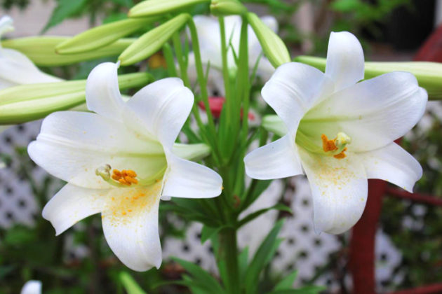 easter-lily-how-to-take-care-regrow-easter-lily-outside-livinghours